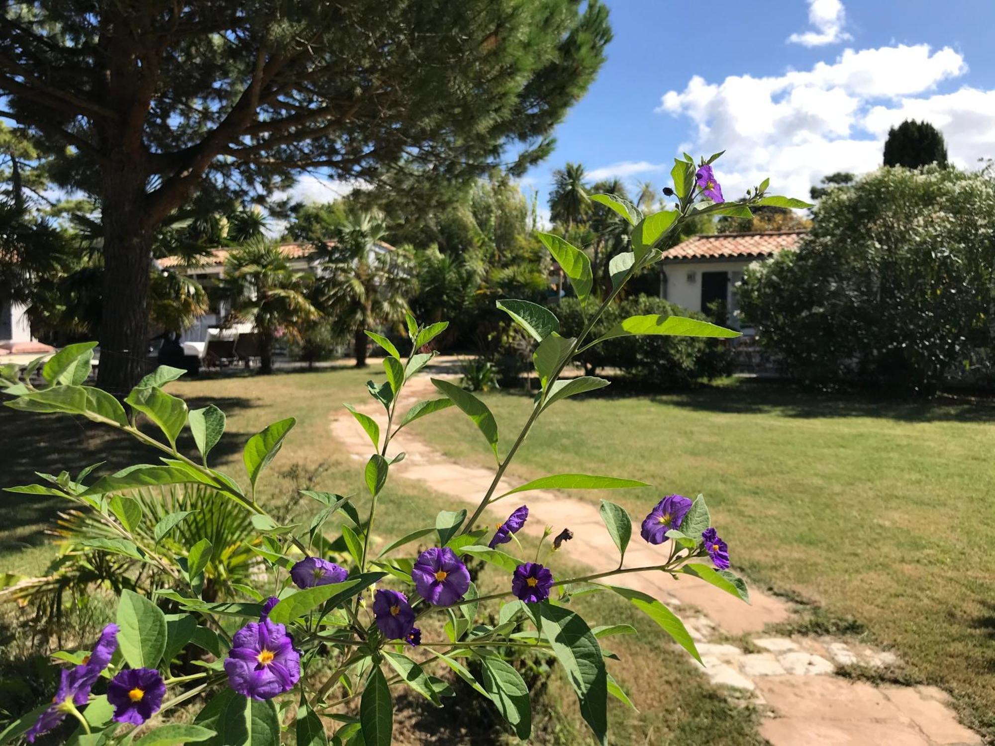 Le Jardin Des Portes Bed & Breakfast Les Portes-en-Re Exterior foto